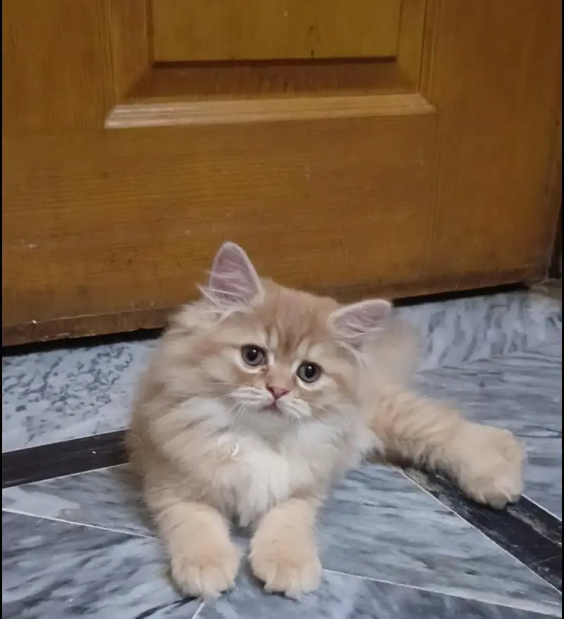 persian kitten /brown  female /triple coat/ kitten — photo 6