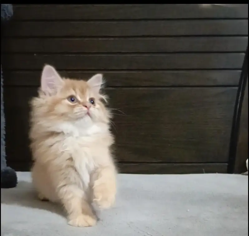 persian kitten /brown  female /triple coat/ kitten — photo 7