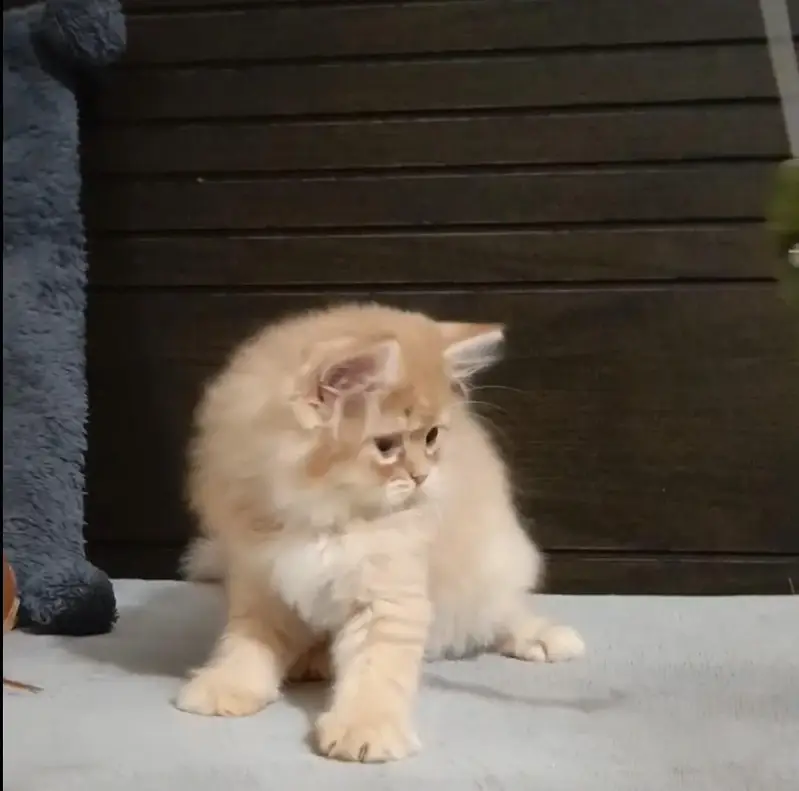 persian kitten /brown  female /triple coat/ kitten — photo 8
