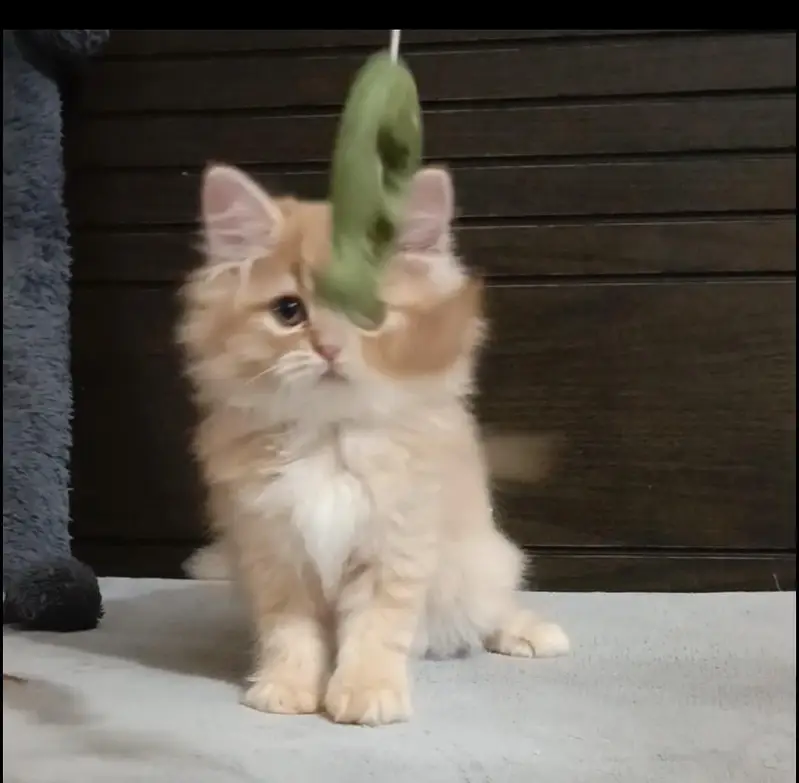 persian kitten /brown  female /triple coat/ kitten — photo 9
