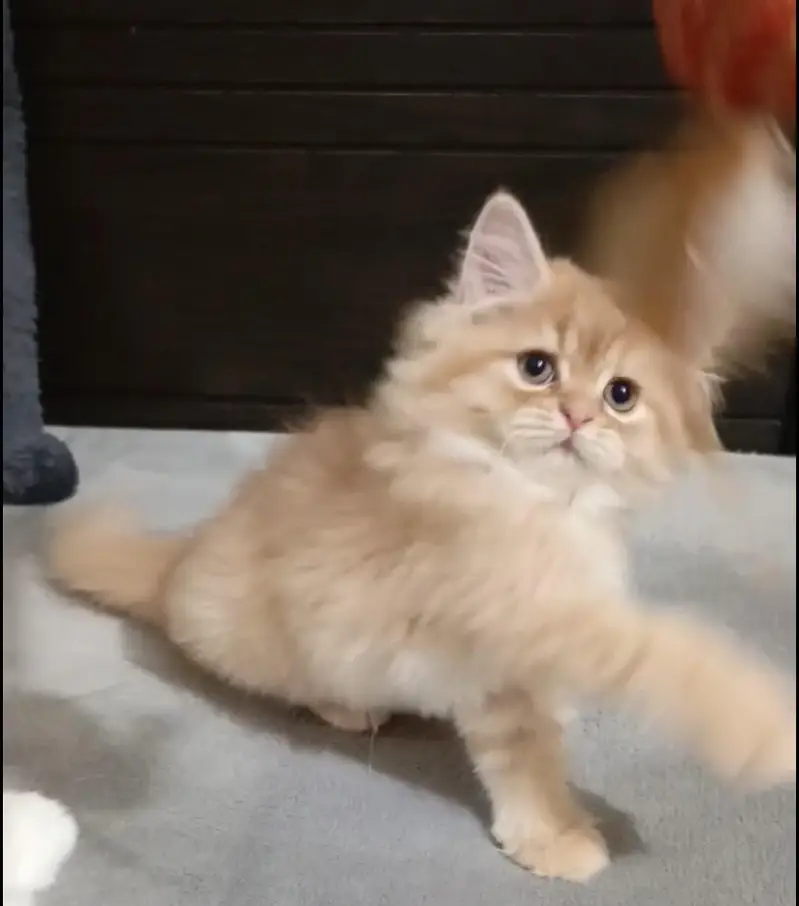 persian kitten /brown  female /triple coat/ kitten — photo 10