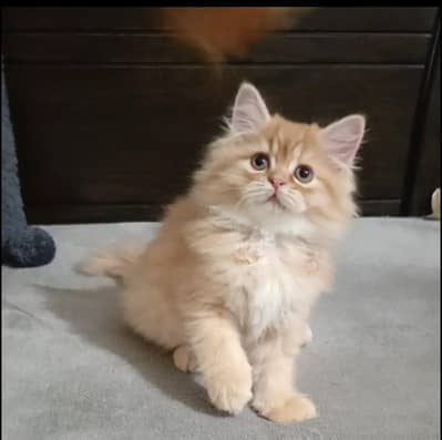 persian kitten /brown  female /triple coat/ kitten
