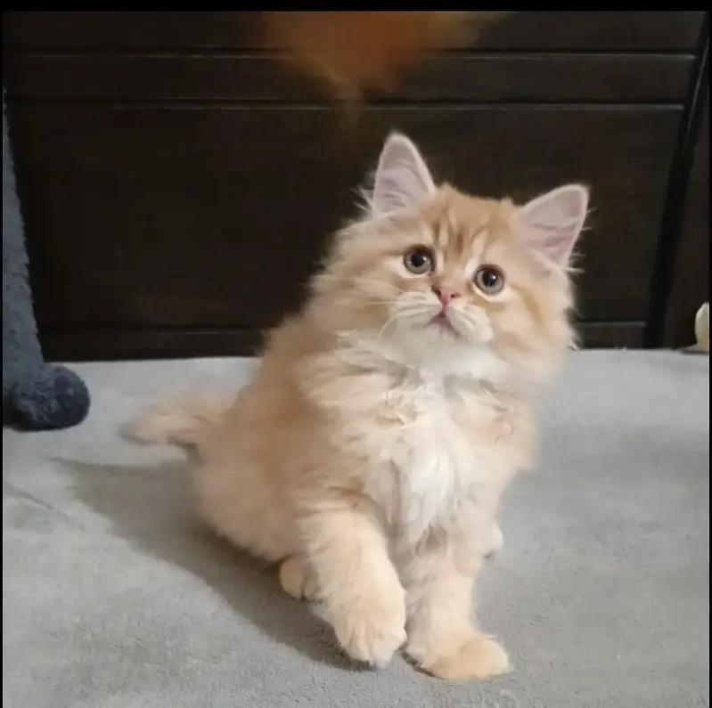 persian kitten /brown  female /triple coat/ kitten