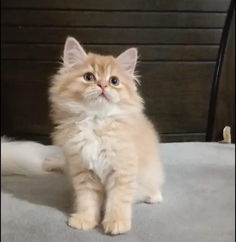 persian kitten /brown  female /triple coat/ kitten — photo 12