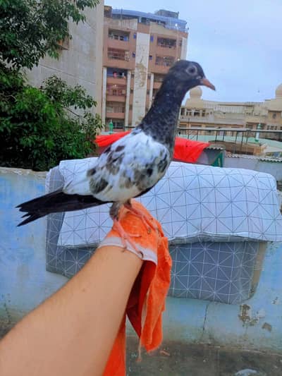 full hand tame pigeon