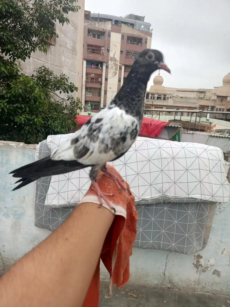 full hand tame pigeon — photo 2