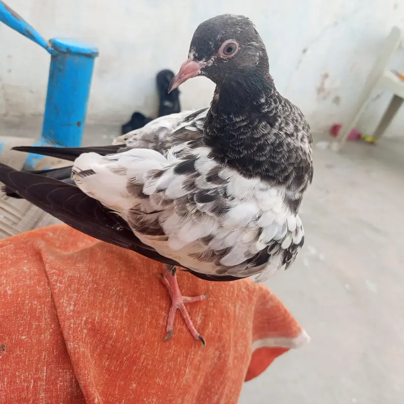 full hand tame pigeon — photo 3