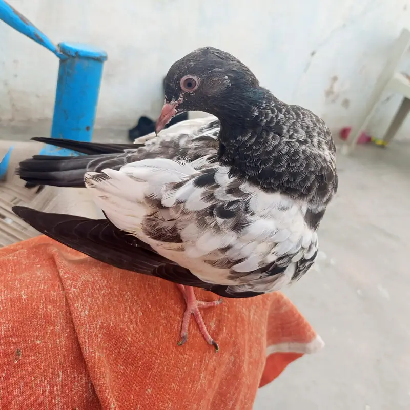 full hand tame pigeon — photo 4