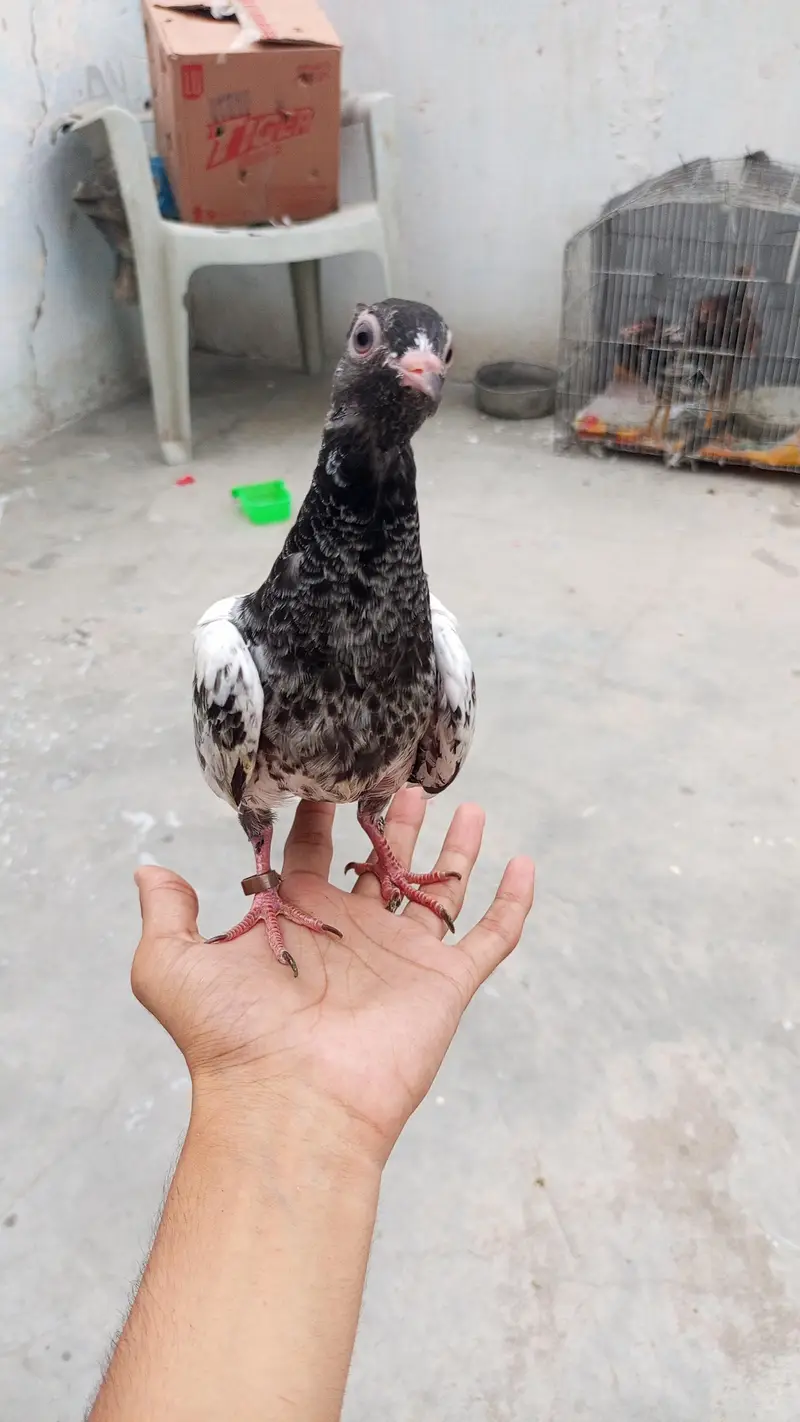 full hand tame pigeon — photo 5