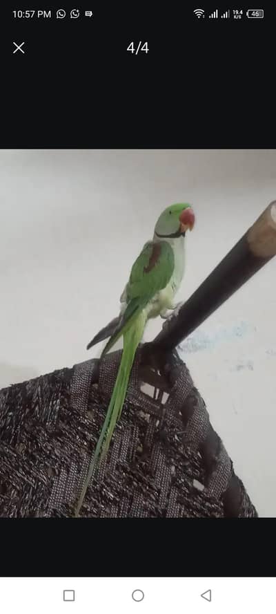 raw male