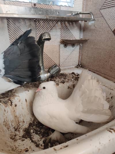 pigeons for sale