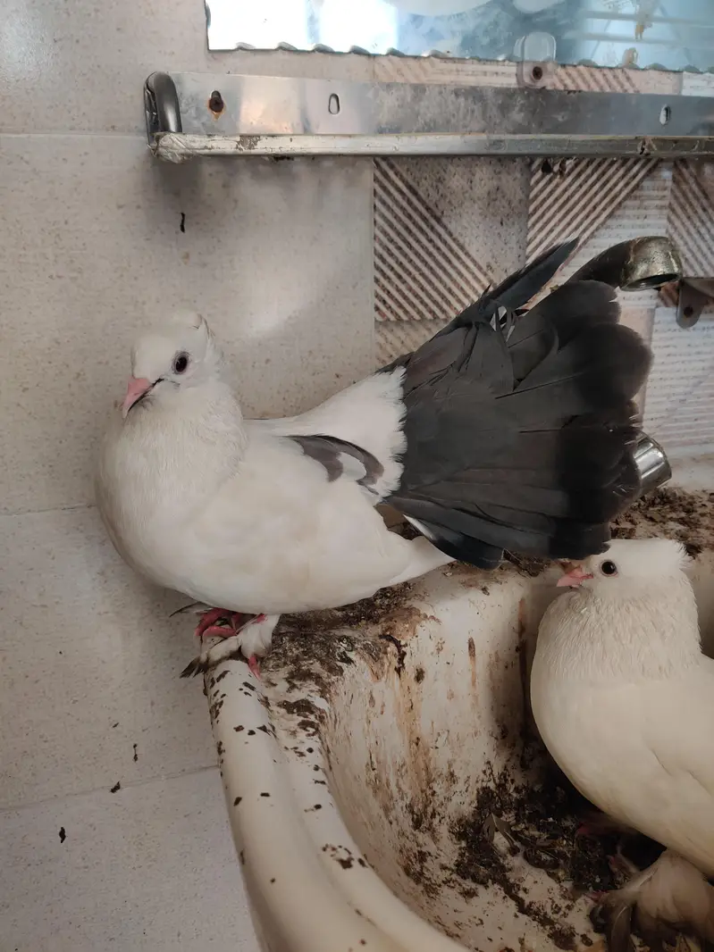 pigeons for sale — photo 2