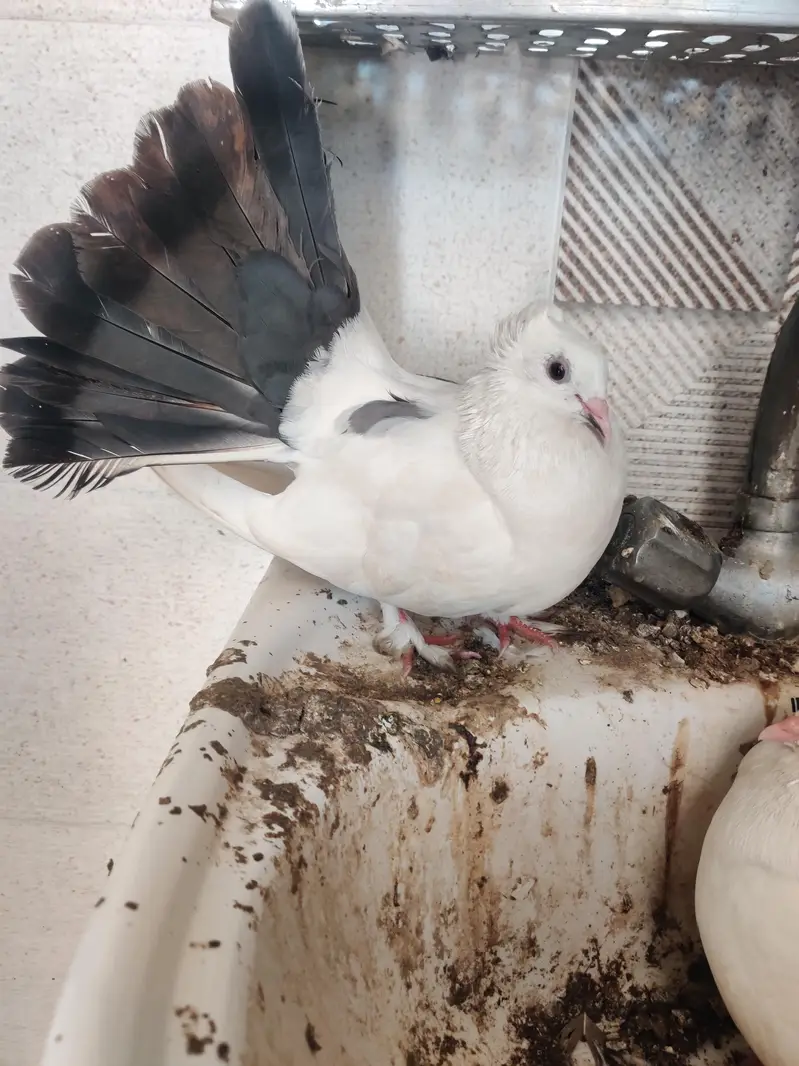 pigeons for sale — photo 6