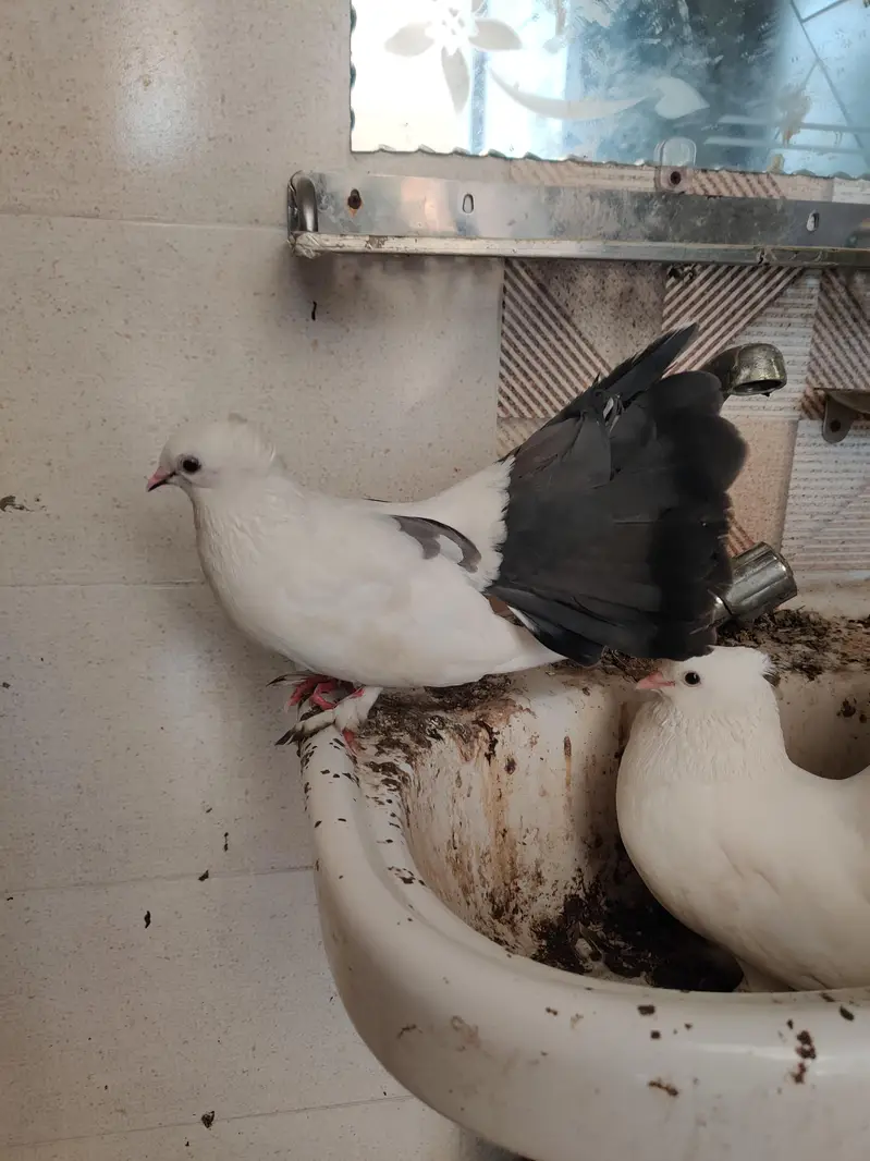 pigeons for sale — photo 8
