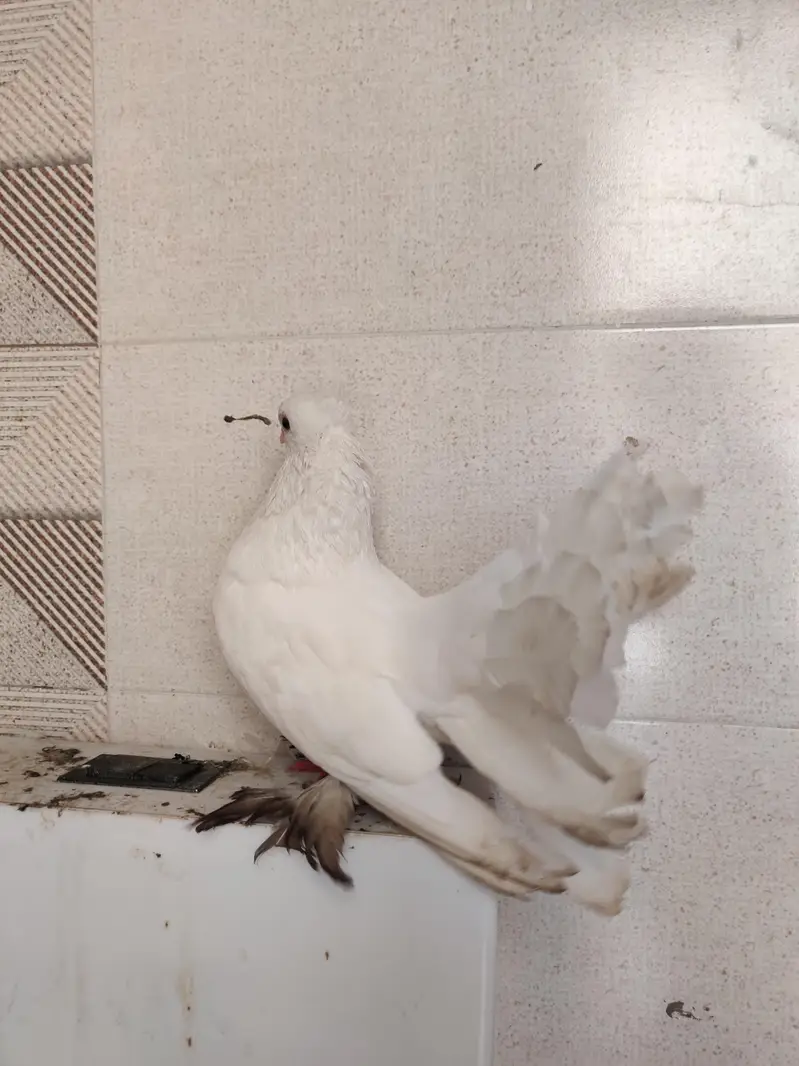 pigeons for sale — photo 9