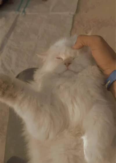 Persian Male Cat