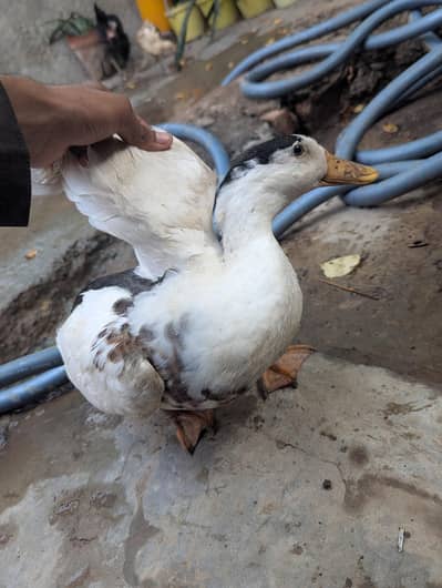 Papa ka Para  Duck Honhar Viron ka veer