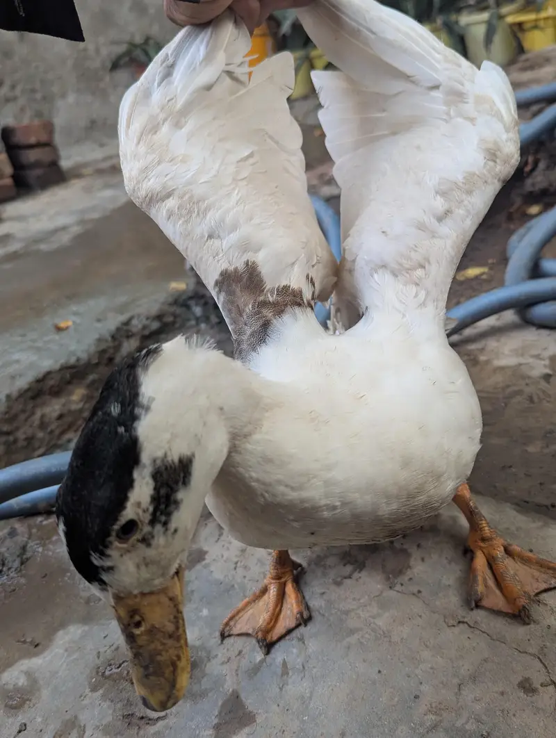 Papa ka Para  Duck Honhar Viron ka veer — photo 2