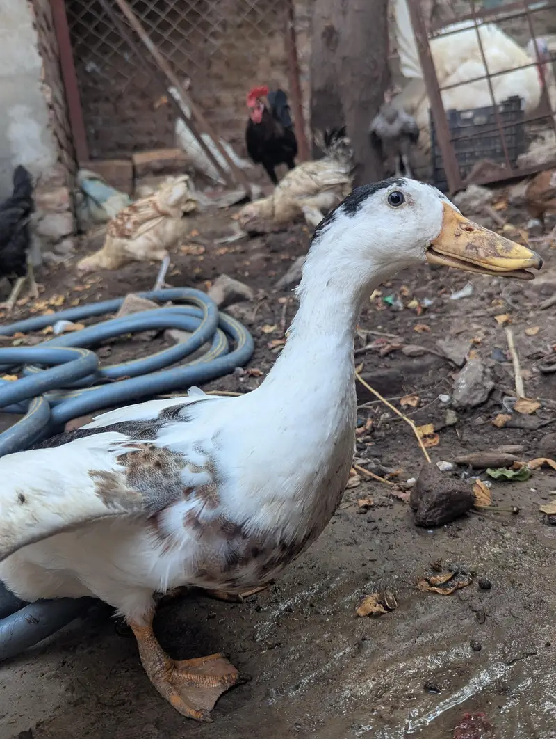 Papa ka Para  Duck Honhar Viron ka veer — photo 3