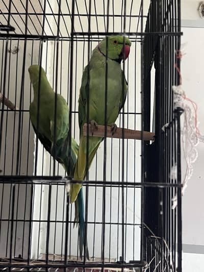 Pair available for sale and exchange