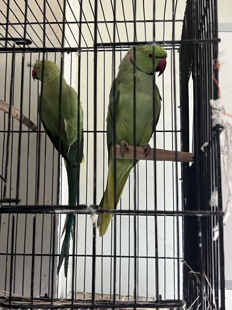 Pair available for sale and exchange — photo 4