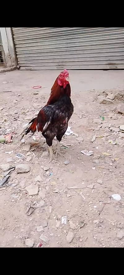 aseel mianwali