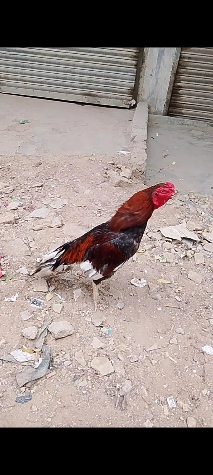aseel mianwali — photo 2