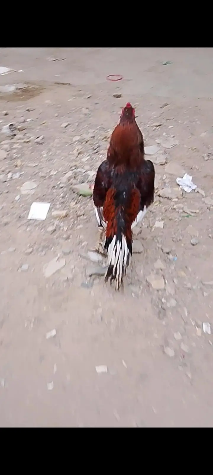 aseel mianwali — photo 3