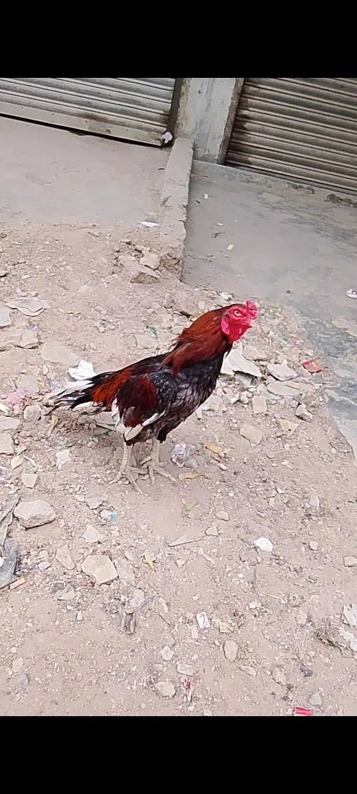 aseel mianwali — photo 4