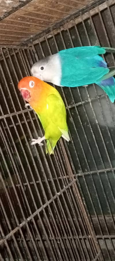 love birds pairs for sale