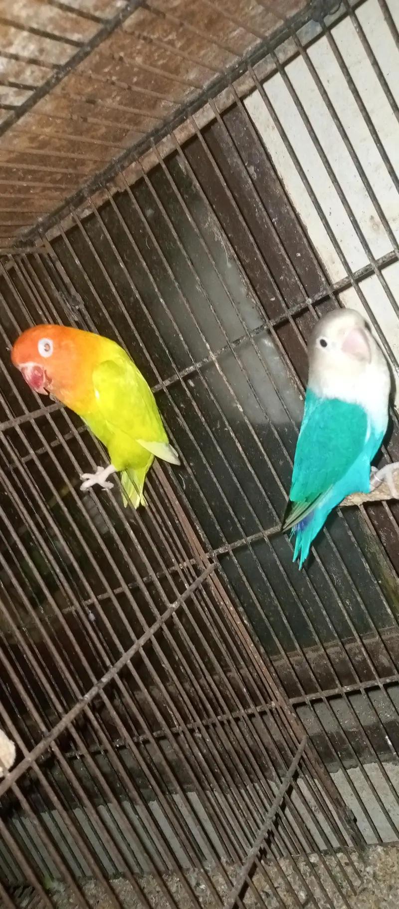 love birds pairs for sale — photo 2