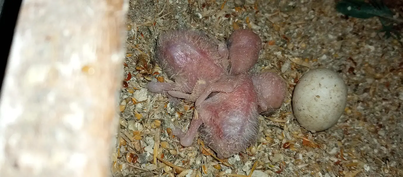 love birds pairs for sale — photo 3
