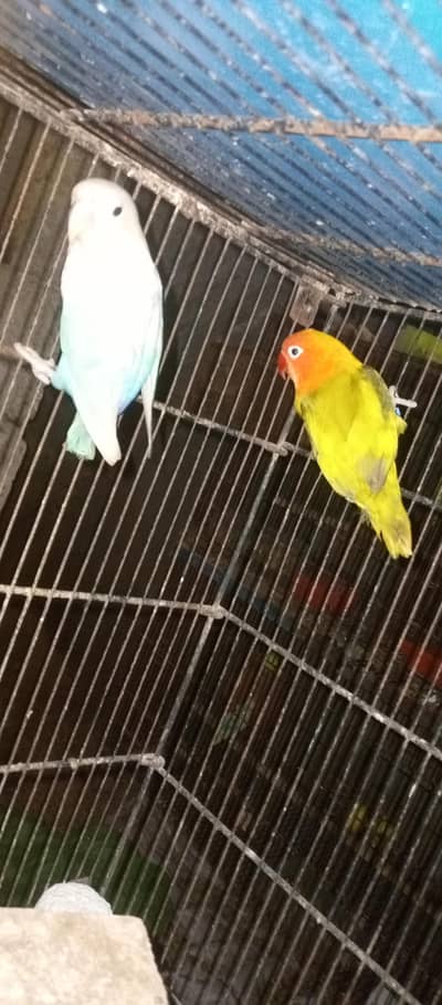 love birds pairs for sale