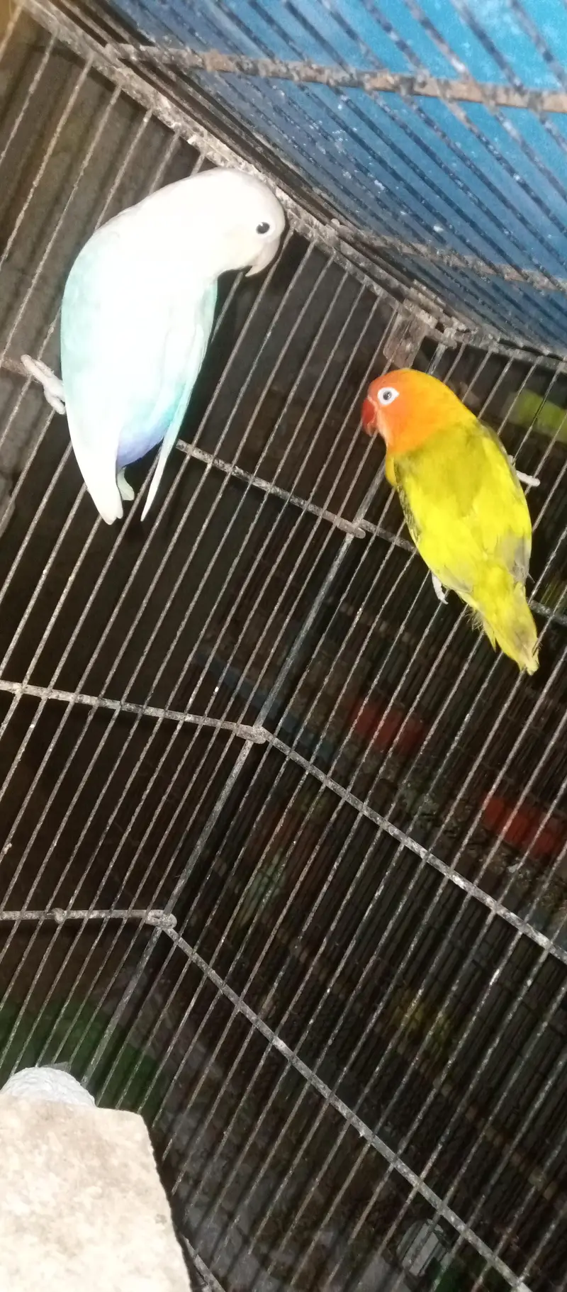 love birds pairs for sale — photo 5