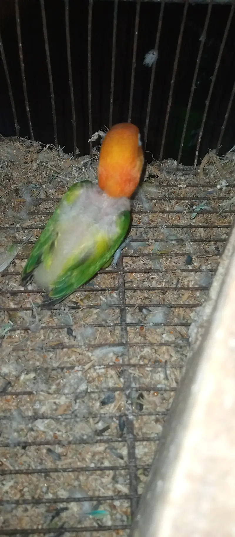 love birds pairs for sale — photo 6