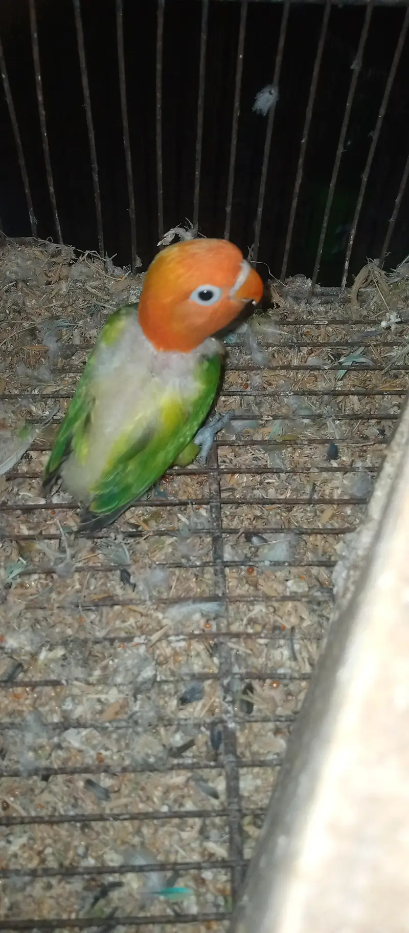 love birds pairs for sale — photo 7