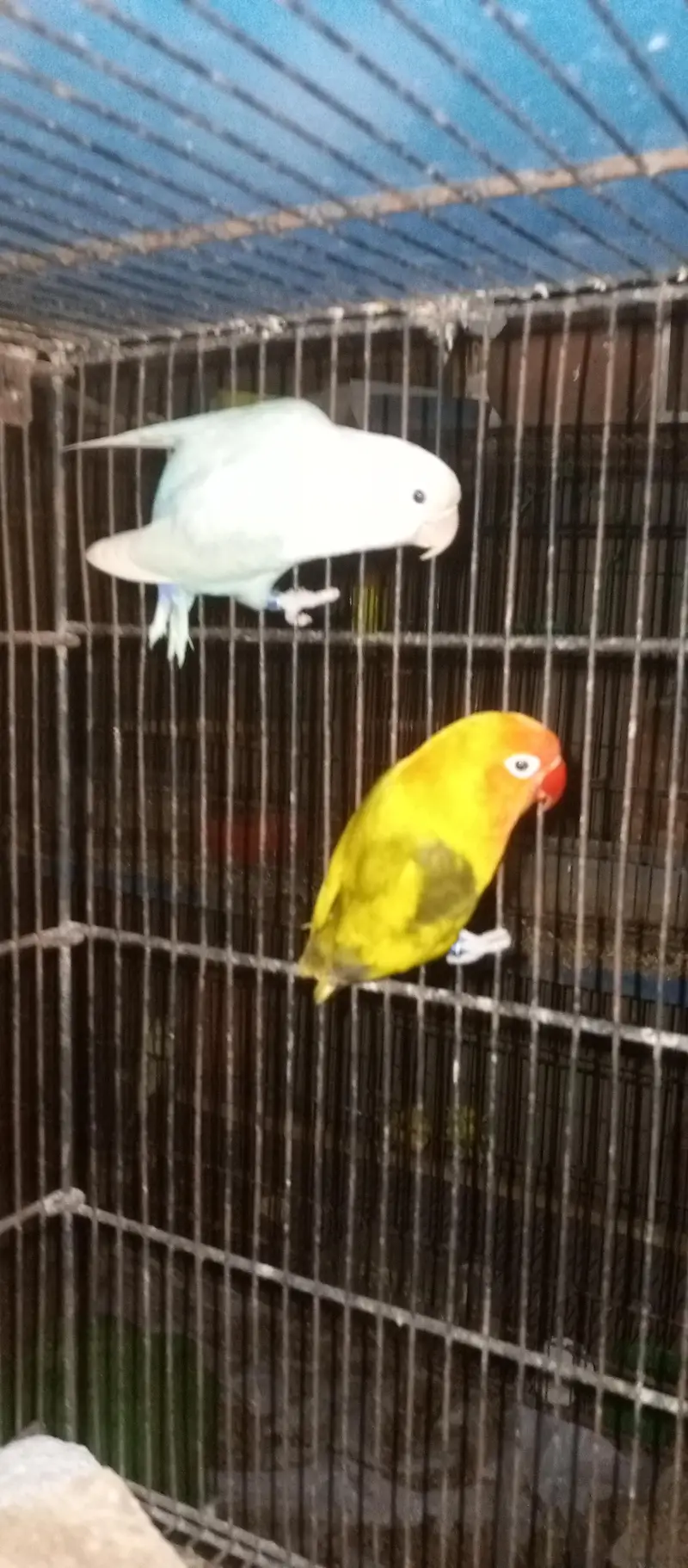 love birds pairs for sale — photo 8
