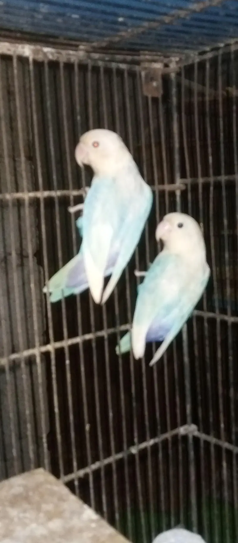 love birds pairs for sale — photo 9