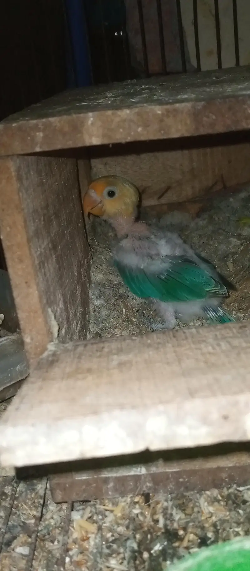 love birds pairs for sale — photo 10