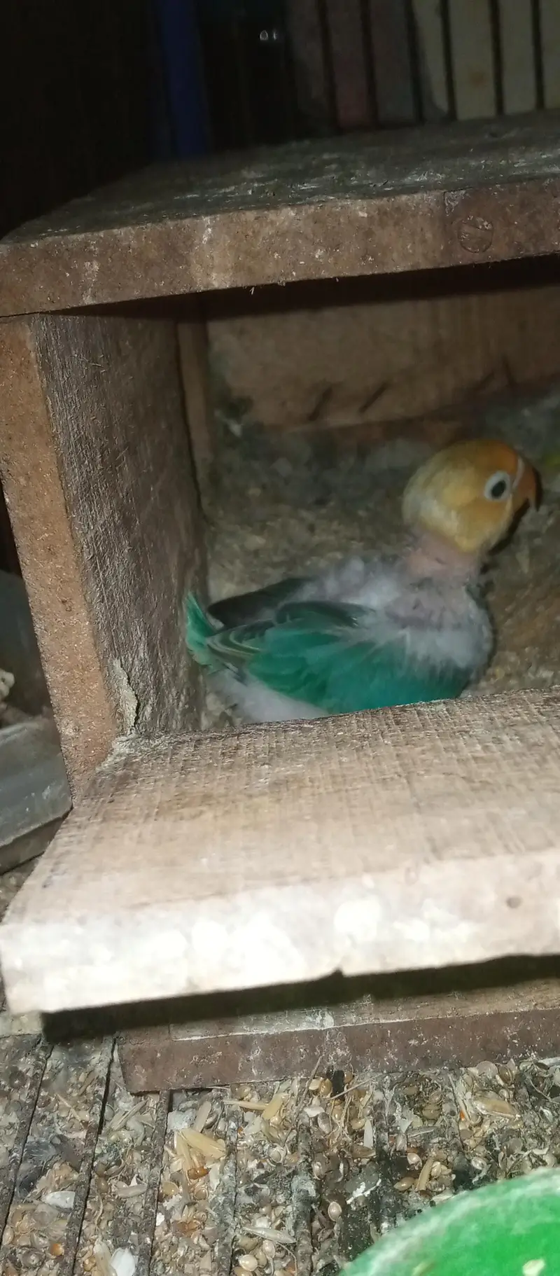 love birds pairs for sale — photo 12