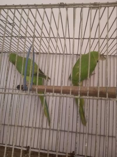 ringneck pair