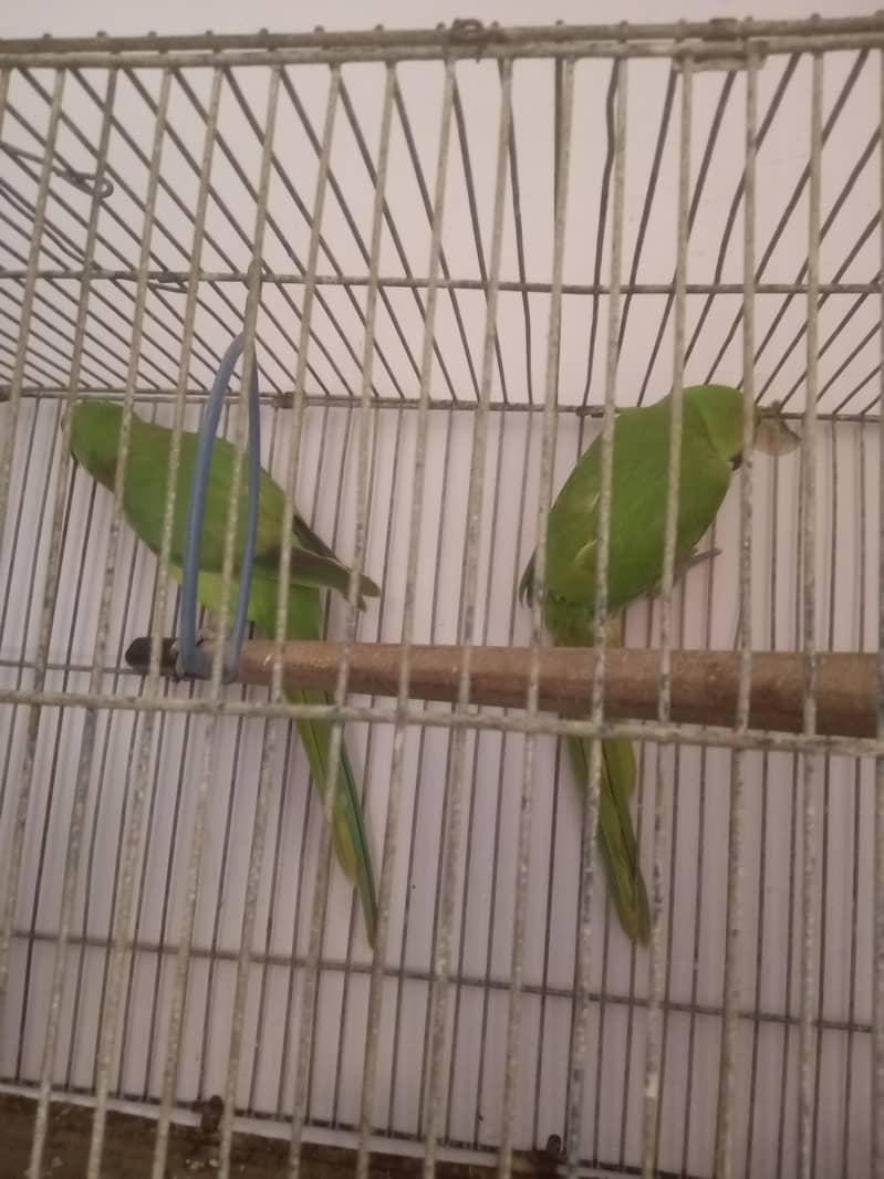 ringneck pair 0