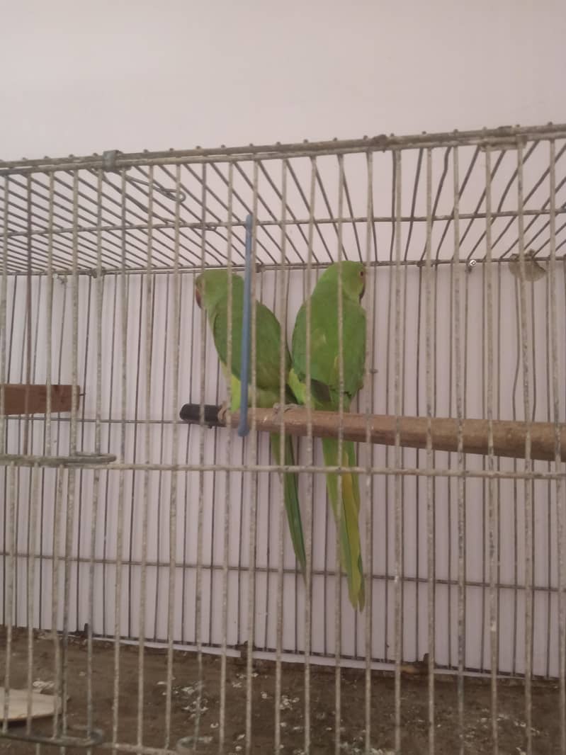 ringneck pair 1