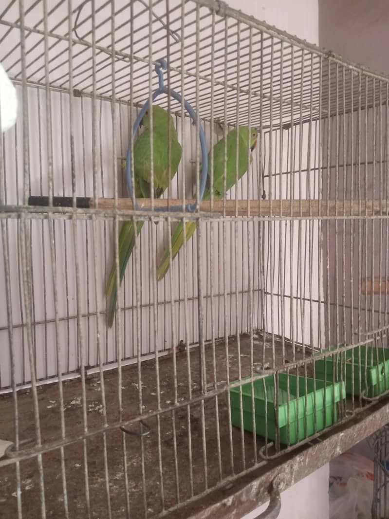 ringneck pair 2