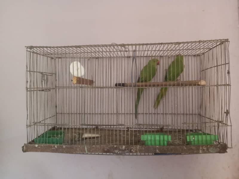 ringneck pair 3