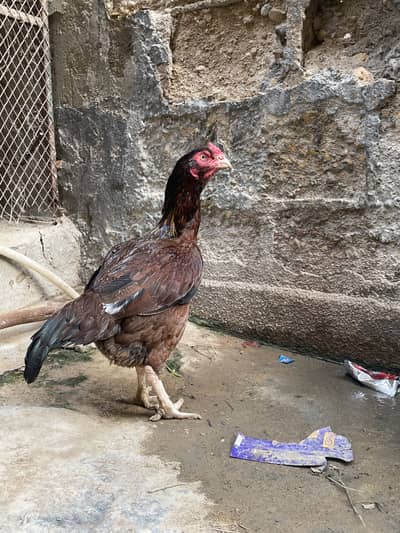 Aseel hen/madi
