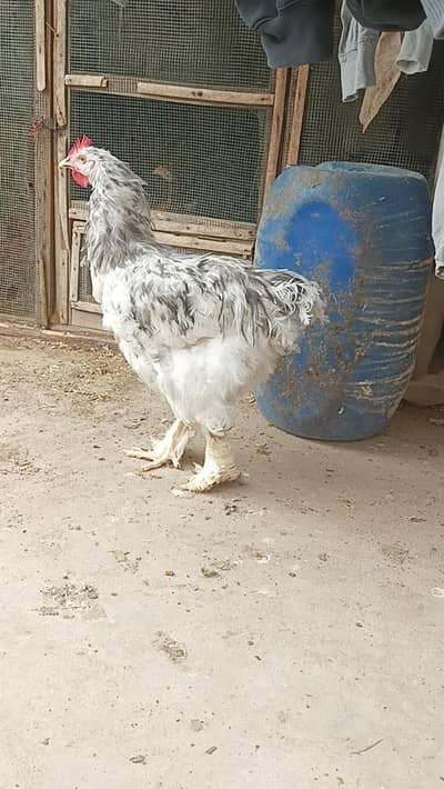 fancy male for sale