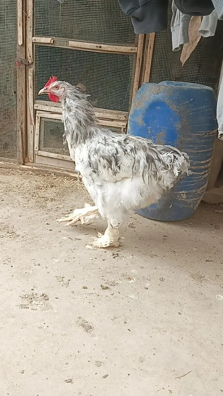 fancy male for sale — photo 2