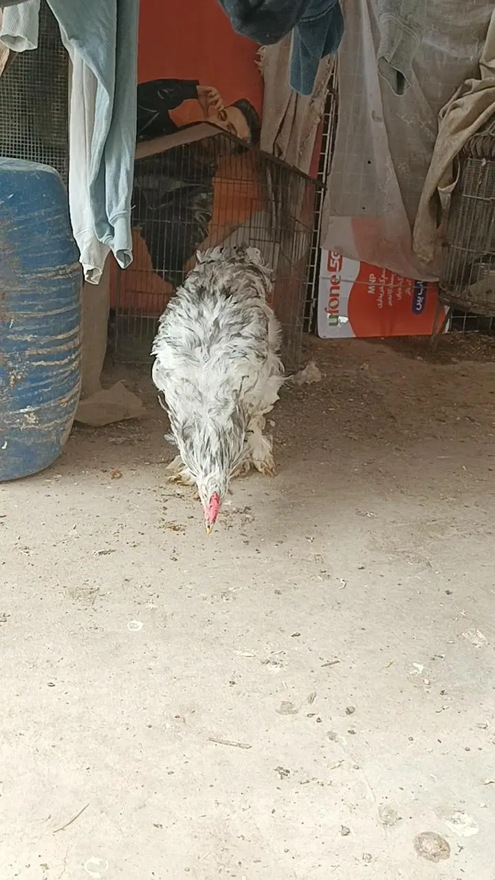 fancy male for sale — photo 3