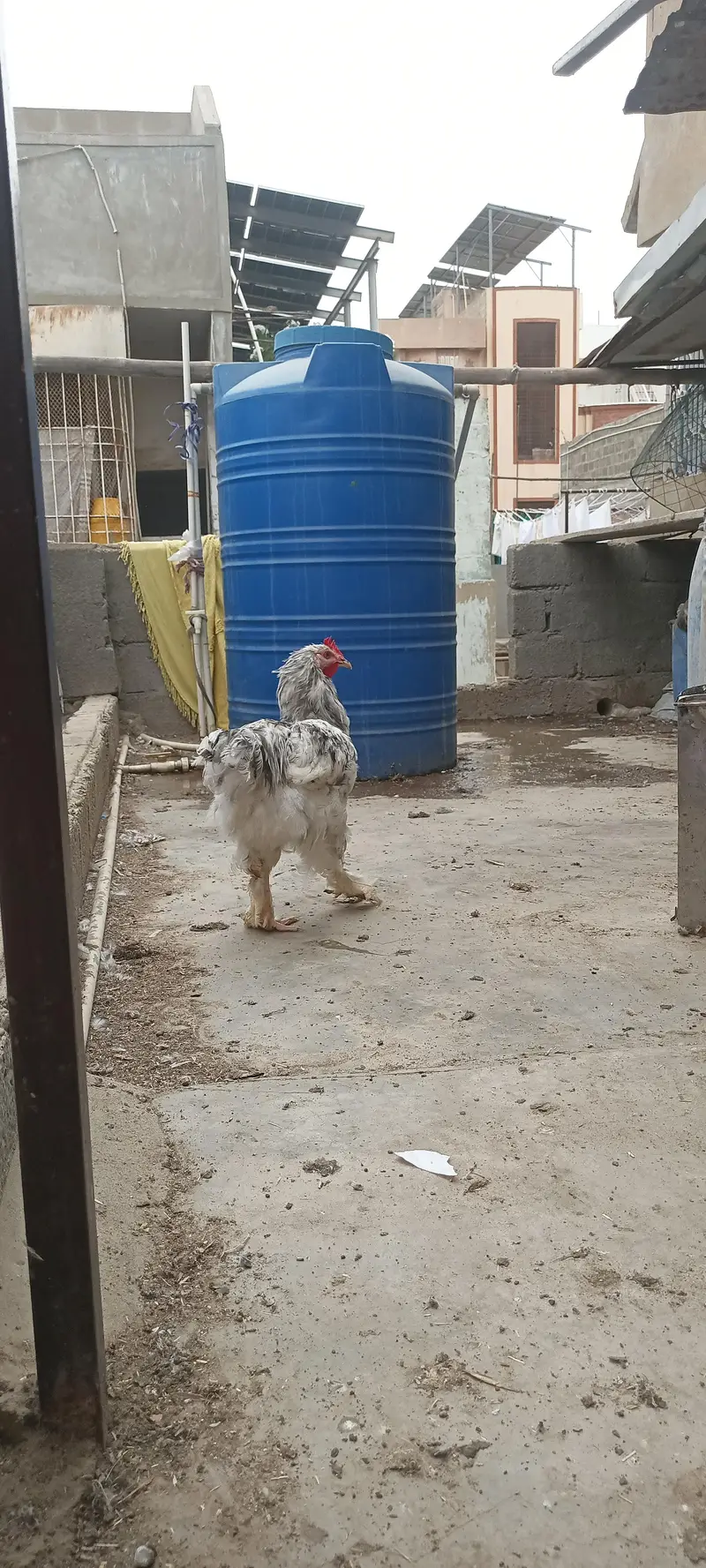 fancy male for sale — photo 4